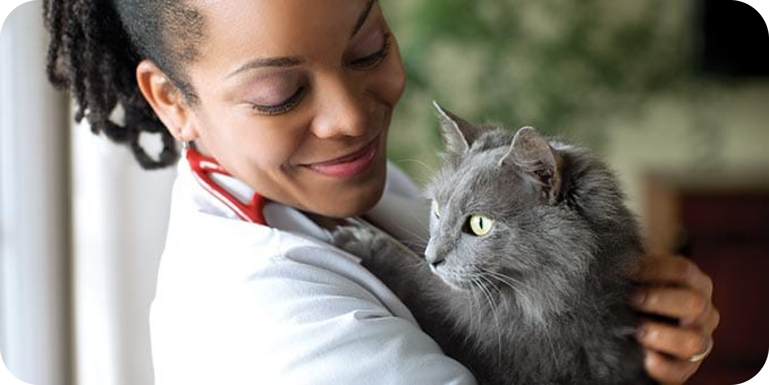 Un veterinario con un gatto grigio