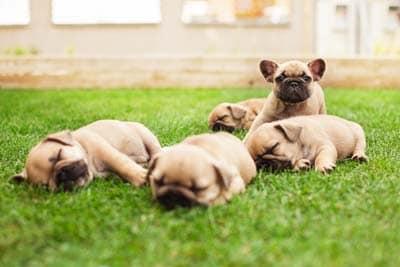 Cuccioli di Bouledogue francese sdraiati su un prato verde