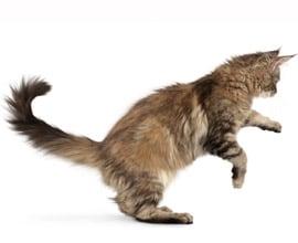 Immagine gatto Immagine gatto