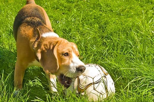 Beagle-che-mastica-un-pallone-da-calcio Beagle-che-mastica-un-pallone-da-calcio