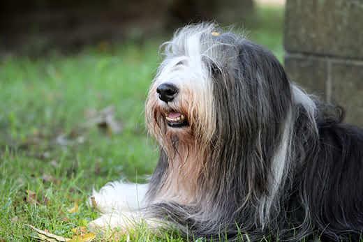 bearded-collie-sdraiato-erba-SW Bearded collie sdraiato nell'erba accanto a un muretto in pietra.