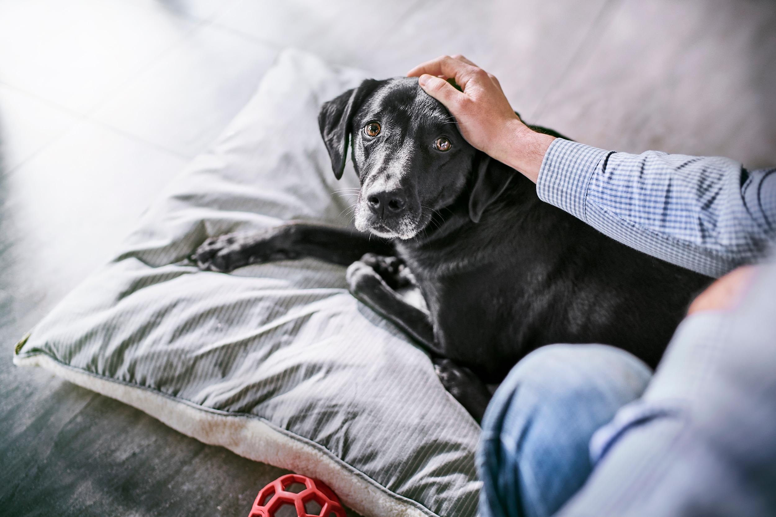 above-view-of-cat-in-cardboard-box-SW