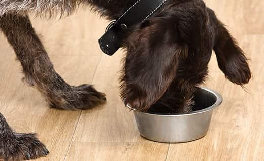 cane-nero-mangia-da-ciotola-in-metallo-SW Cane nero che mangia da una ciotola a terra