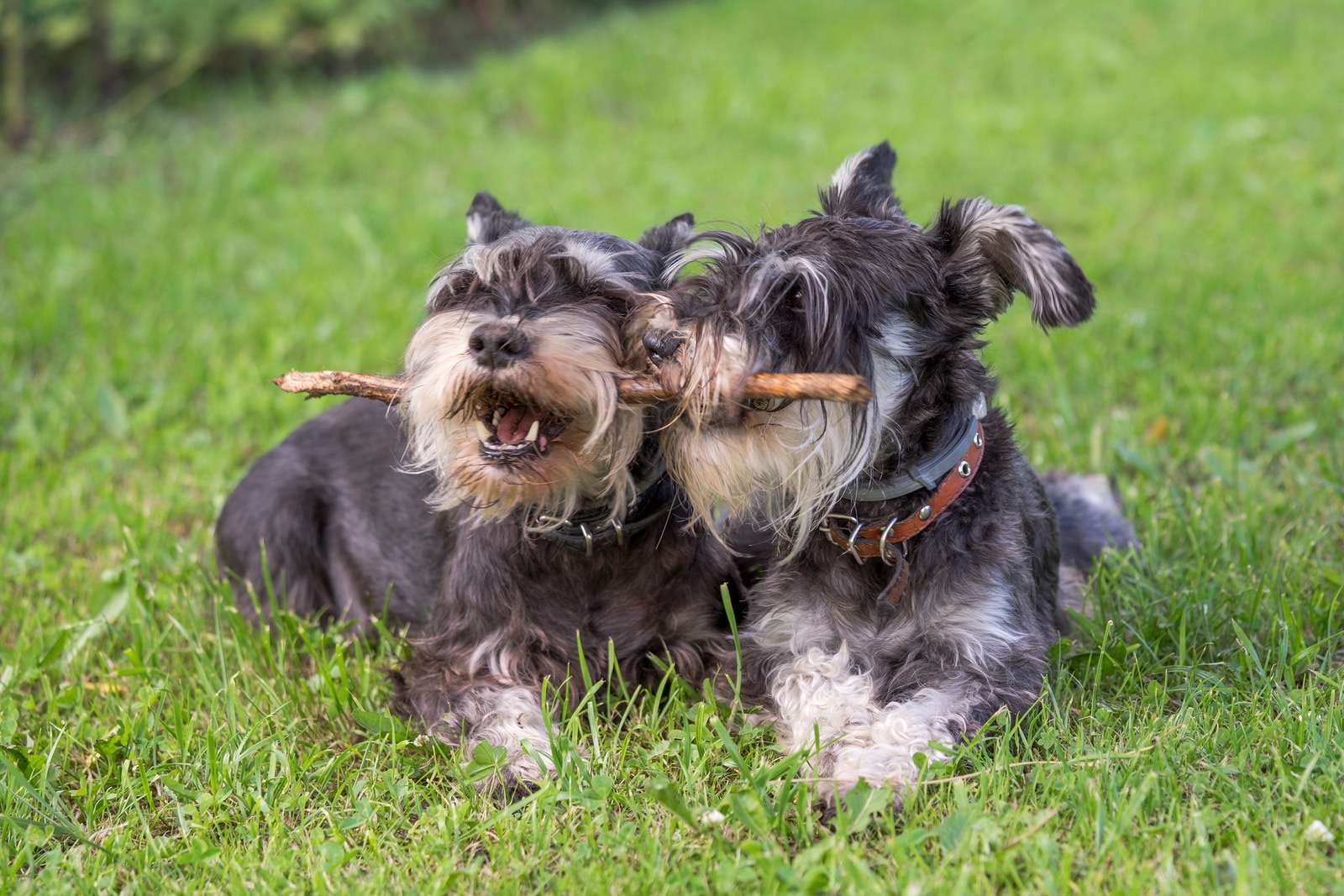 black-schnauzers-chewing-on-stick Two black and silver miniature schnauzer dogs chewing on the same stick.