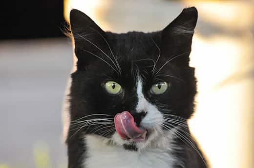 gatto-nero-bianco-si-lecca-baffi-SW Gatto nero e bianco con gli occhi verdi si lecca le labbra.