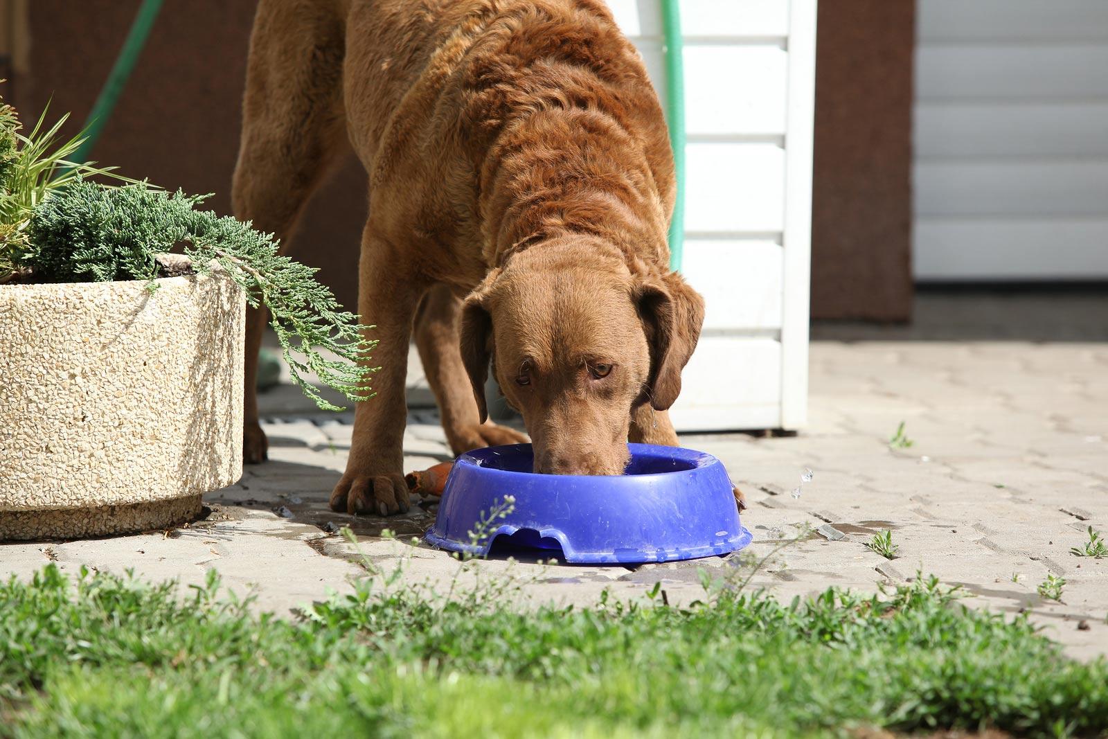 Cane marrone mangia da una ciotola blu in giardino.