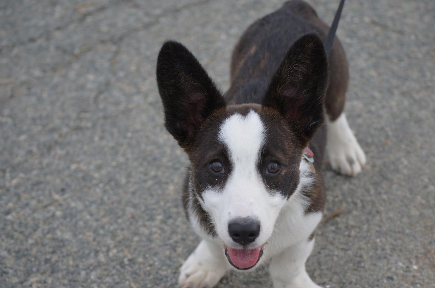 Un tenero cucciolo marrone e bianco al guinzaglio guarda verso l'alto.