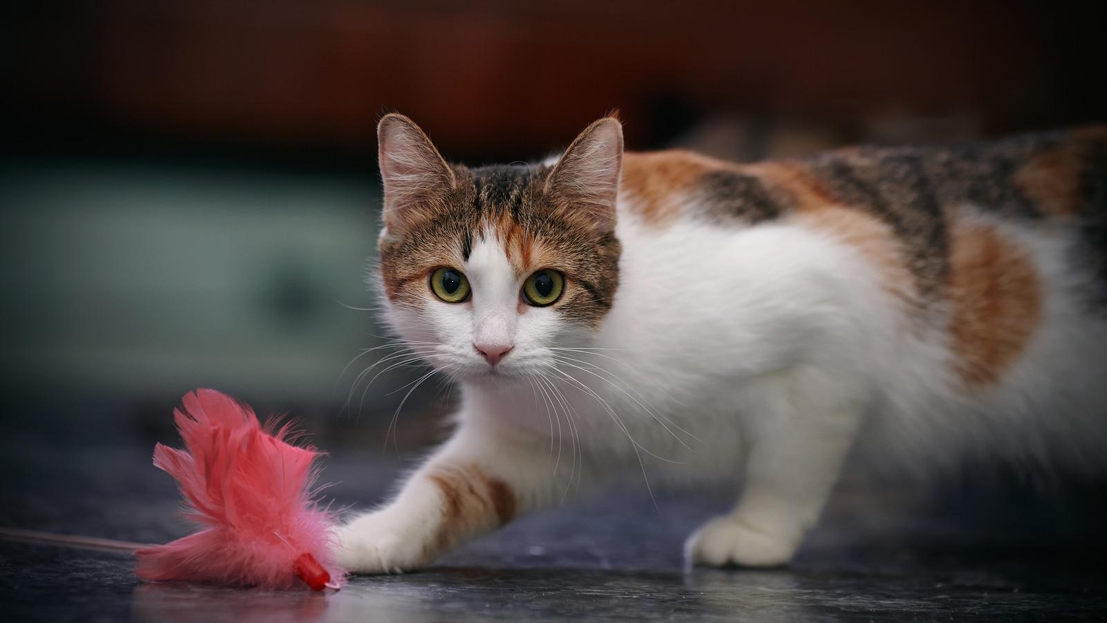 calico-cat-with-pink-feather-toy Calico cat chases after pink feather toy