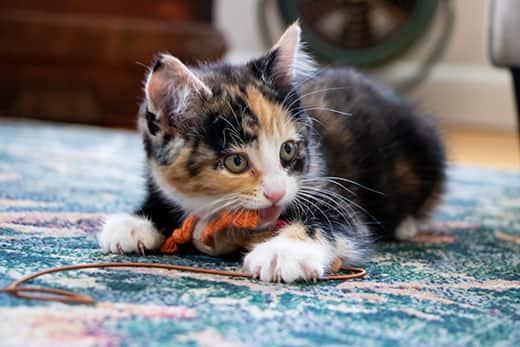 Gattino calico gioca con un filo arancione e marrone sdraiato su un tappeto blu.