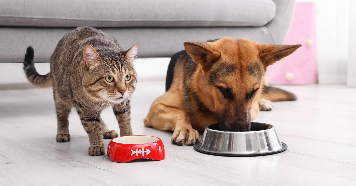 Gatto e pastore tedesco che mangiano da ciotole separate davanti a un divano.
