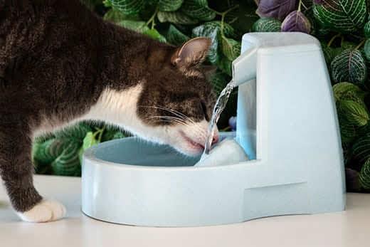 Gatto beve acqua pulita da un distributore. Fontanella per gatti. Animale assetato. Disidratazione nel gatto. Gatto beve acqua pulita da un distributore. Fontanella per gatti. Animale assetato. Disidratazione nel gatto.