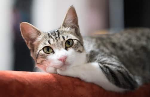 gatto-sul-bracciolo-di-un-divano-SW gatto rilassato sullo schienale di un divano