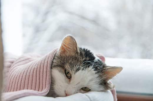 gatto-sdraiato-sotto-coperta-rosa-in-inverno-SW Gatto sdraiato sotto una coperta rosa accanto a una finestra con una scena invernale all'esterno.