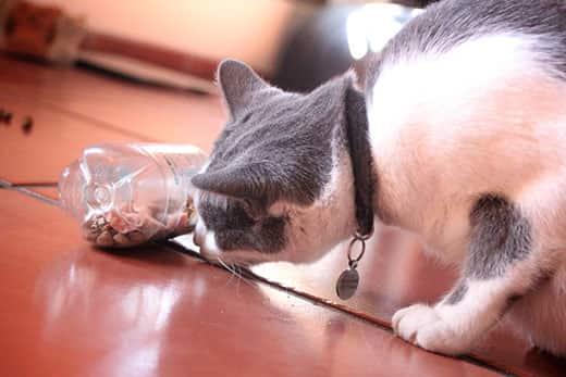 Gatto grigio e bianco annusa una bottiglia di plastica usata come puzzle alimentare e che contiene crocchette