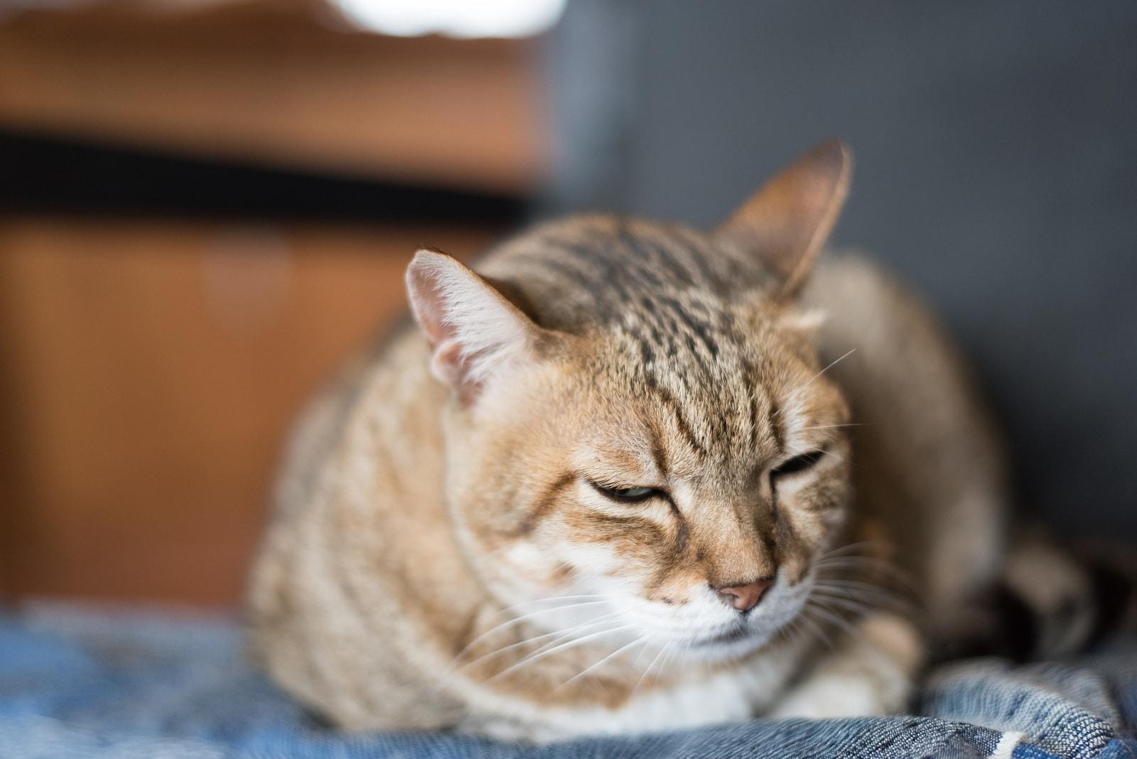 cat-squinting-lying-down Lazy domestic tabby cat sleep on the chair