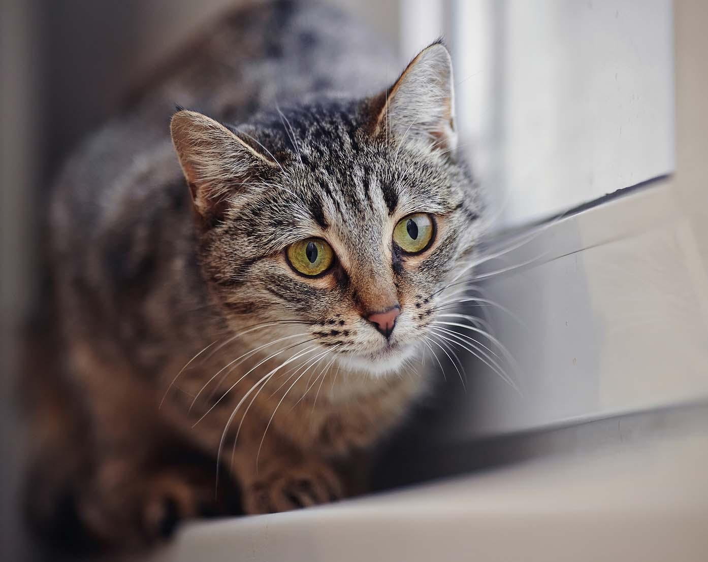 cat-walking-across-window-sill-SW Striped green-eyed cat on a window sill.