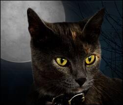 Gatti e Halloween
