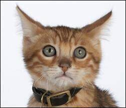 Gatto spaventato da tuoni e fuochi d'artificio