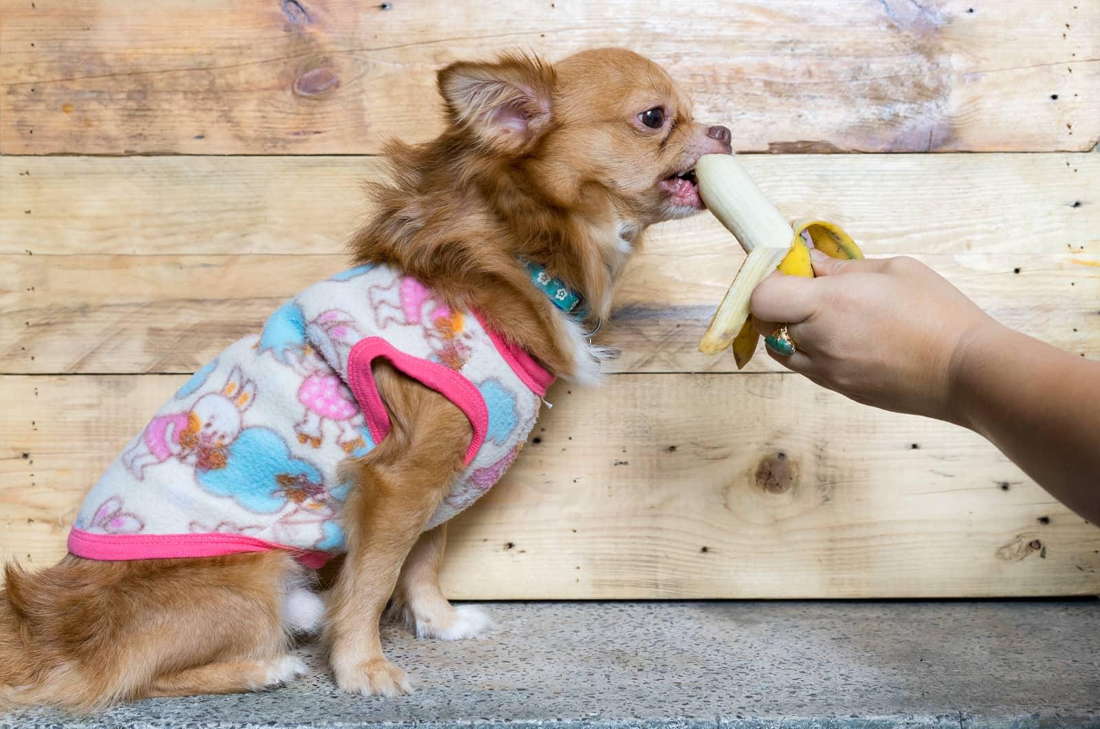 chihuahua-mangia-banana Chihuahua a pelo lungo marrone con maglione rosa mangia una banana tenuta in mano.