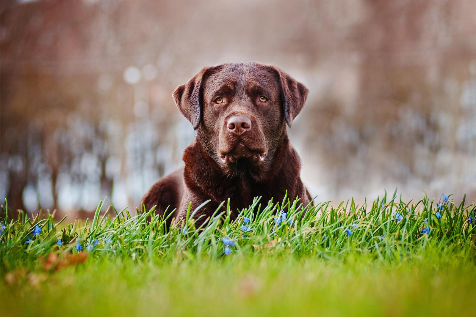 labrador-color-cioccolato-sdraiato-in-un-campo Labrador anziano color cioccolato sdraiato in un campo.