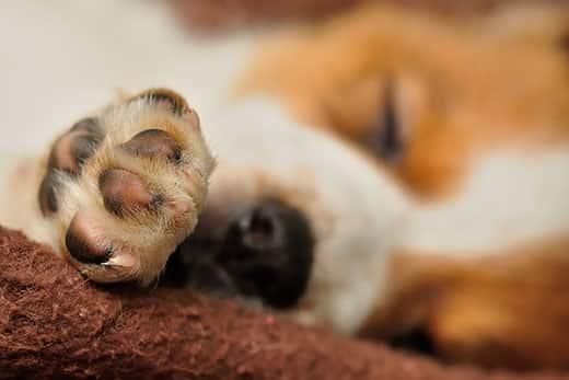 close-up-of-beagle-puppys-paw-SW Primo piano di una zampa di beagle.