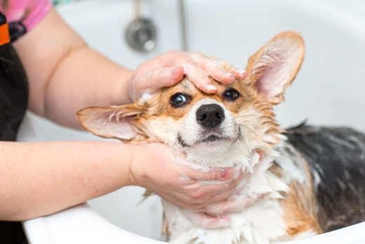 Cane corgi che si lava in bagno Cane corgi che si lava in bagno