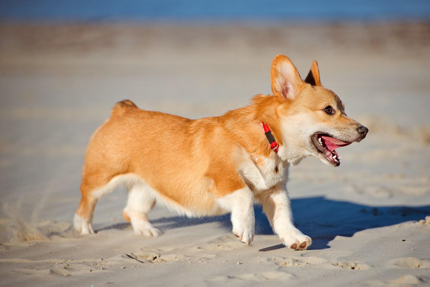Cucciolo di Welsh corgi pembroke sulla spiaggia