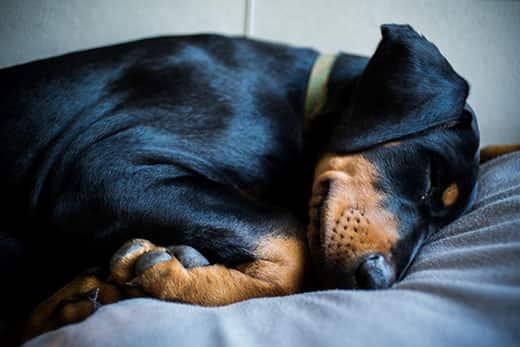 Cucciolo di Doberman con collare verde che dorme sul letto.