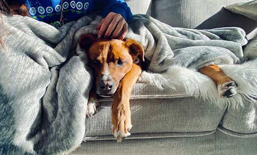 Dog and Owner Snuggling on Sofa with Blanket Shepherd Puppy Snuggles with Human on Couch Looking Sleepy Dog and Owner Snuggling on Sofa with Blanket Shepherd Puppy Snuggles with Human on Couch Looking Sleepy
