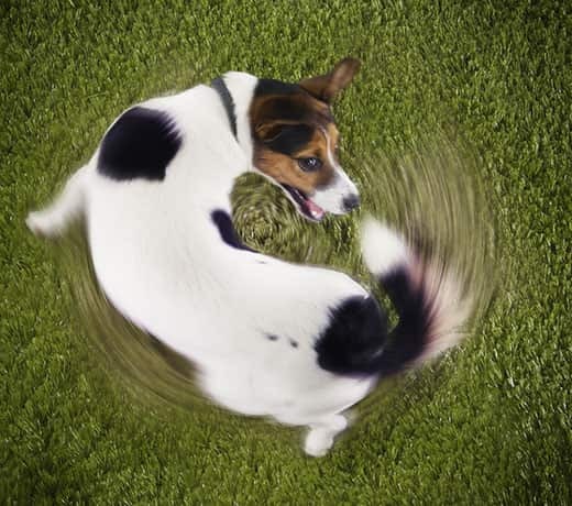 dog-chasing-his-tail-on-grass Jack Russell terrier chases tail from an overhead view.