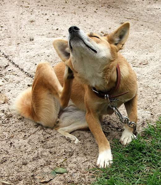 cane-al-guinzaglio-che-si-gratta-SW Cane rosso al guinzaglio che si siede e si gratta all'aperto.