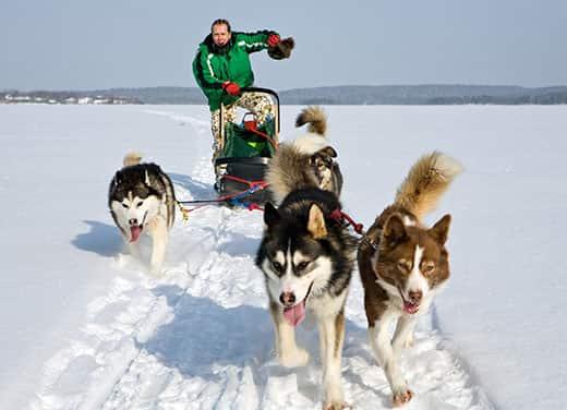 slitta-guidata-da-cani-in-paesaggio-invernale Husky tirano uomo su slitta in un paesaggio invernale.