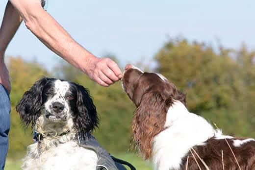 english-springer-spaniel-being-given-treat-SW Springer spaniel inglese a cui viene dato uno snack mentre è seduto vicino ad un altro spaniel.