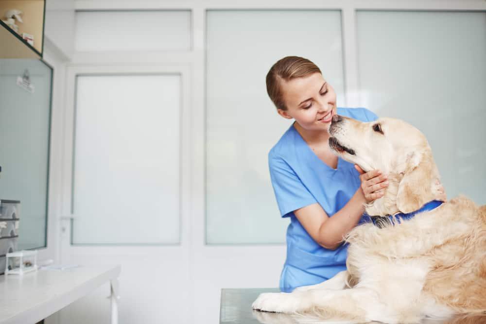 Giovane veterinaria con uniforme blu esamina golden retriever con collare blu su un tavolo durante un check-up.