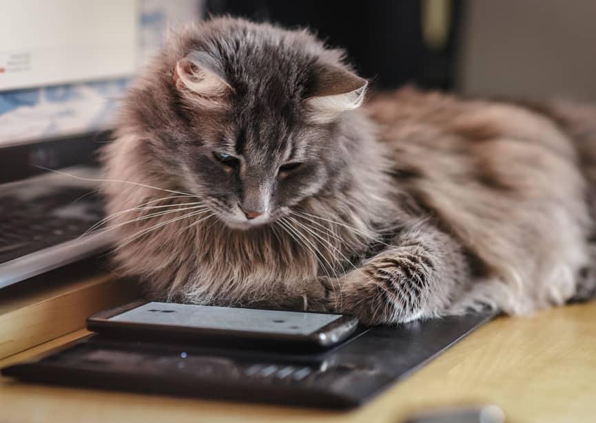 gatto-a-pelo-lungo-guarda-il-telefono-SW Gatto a pelo lungo osserva uno smartphone con curiosità