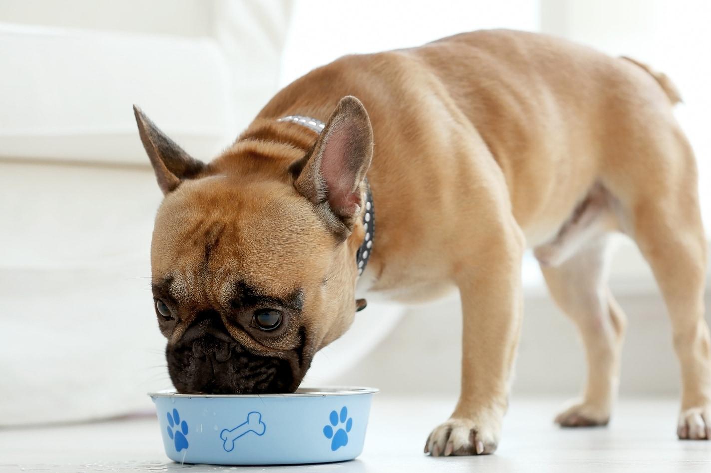 french-bulldog-eating French bulldog eating food out of blue dog food bowl.