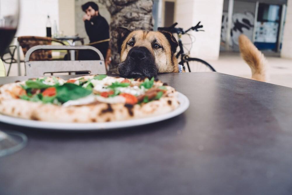 Divertente immagine di un cane affamato in attesa di mangiare in piedi vicino a un tavolo con una gustosa pizza, tenera immagine di un cane che fissa una deliziosa mozzarella con pomodori e basilico sulla terrazza di un ristorante Divertente immagine di un cane affamato in attesa di mangiare in piedi vicino a un tavolo con una gustosa pizza, tenera immagine di un cane che fissa una deliziosa mozzarella con pomodori e basilico sulla terrazza di un ristorante