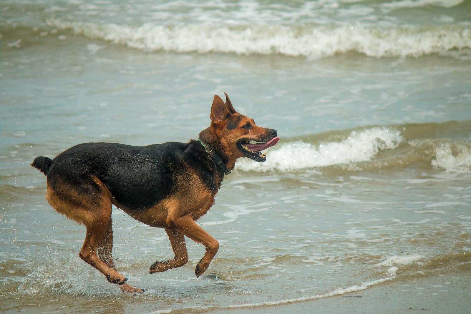 German Shepherd running through shallow waves at the beach