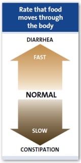 Velocità a cui gli alimenti si muovono all'interno del corpo Velocità a cui gli alimenti si muovono all'interno del corpo