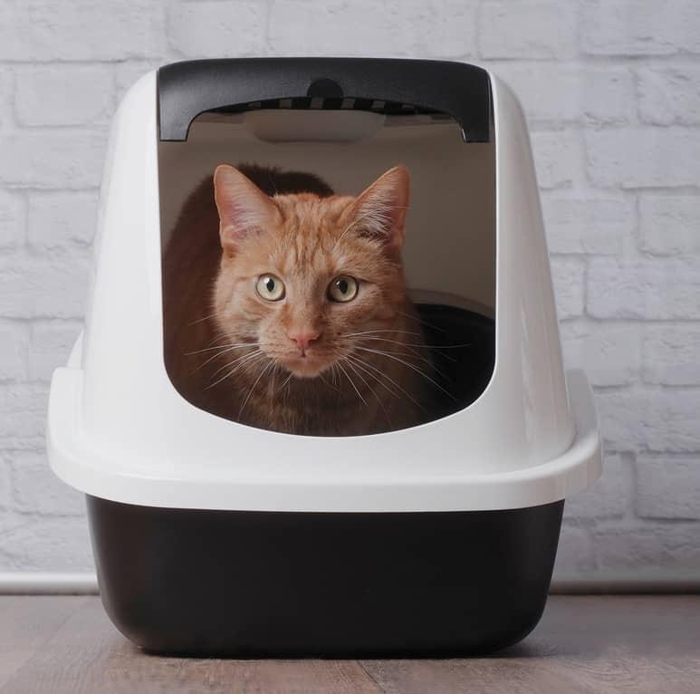 gatto-bianco-con-collarino-blu-che-sbadiglia-SW Gatto bianco con collarino blu che sbadiglia.