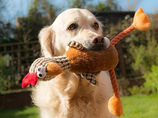 golden-retriever-con-giocattolo-a-forma-di-tacchino-SW Cane felice che tiene in bocca un pupazzo per cani