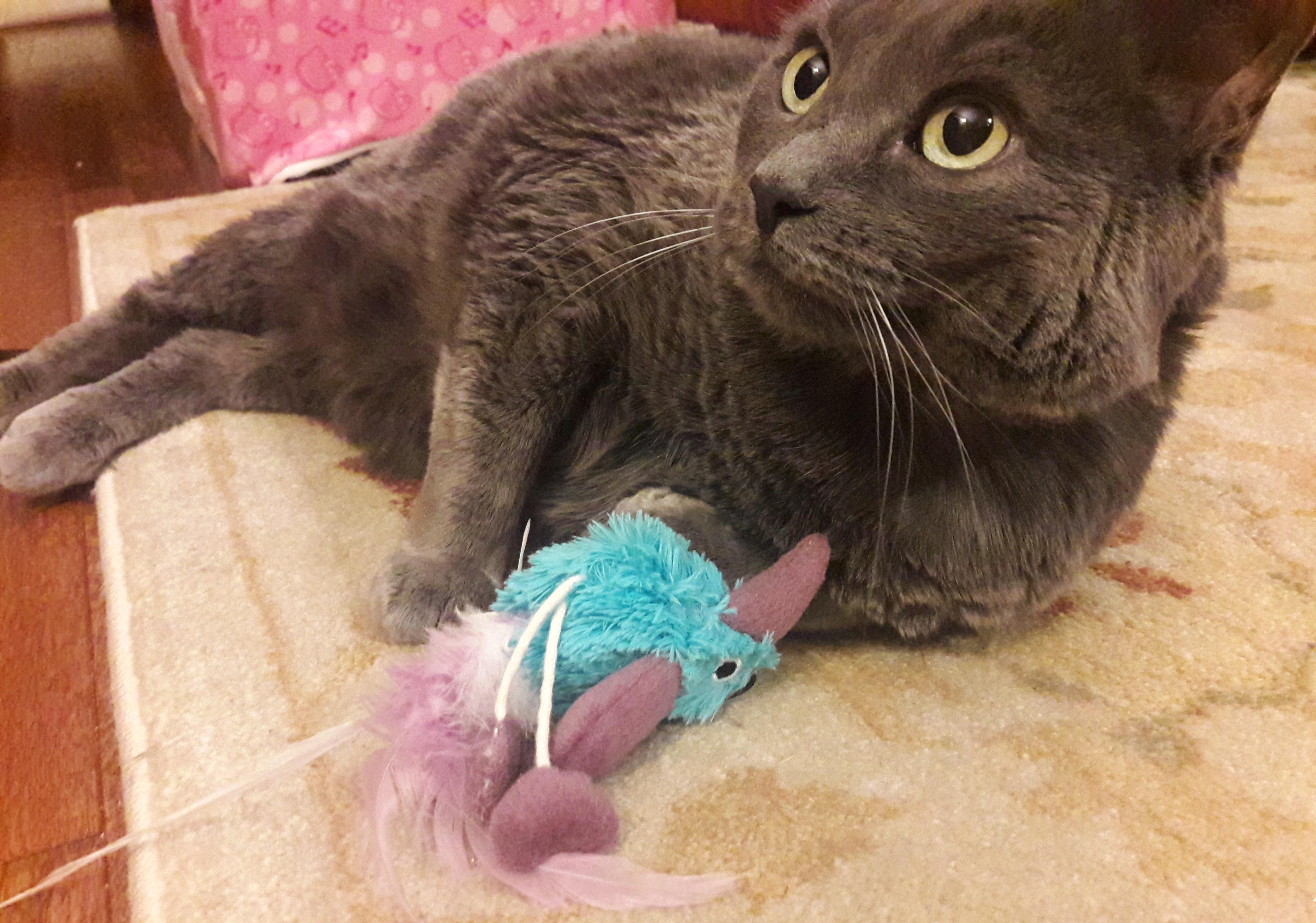 gray-cat-playing-with-toy-bird gatto grigio gioca con gioco blu a forma di uccello