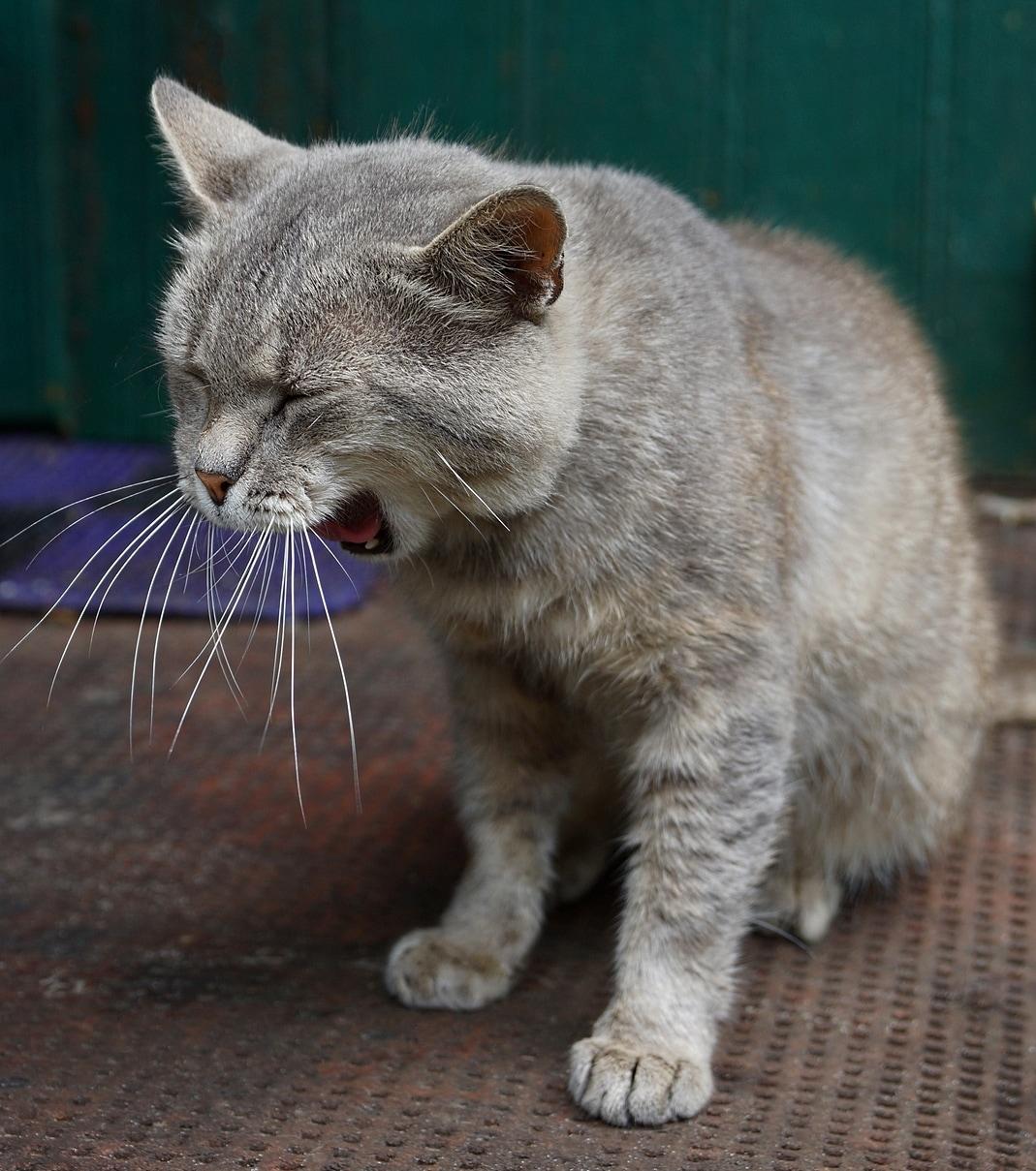 cat-yawning-on-doorstep gatto grigio che sbadiglia sulla soglia