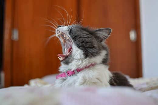 Gatto bianco e grigio con collare rosa sbadiglia. Gatto bianco e grigio con collare rosa sbadiglia.