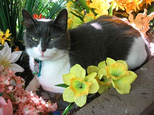 Gatto bianco e nero seduto in un'aiuola di fiori