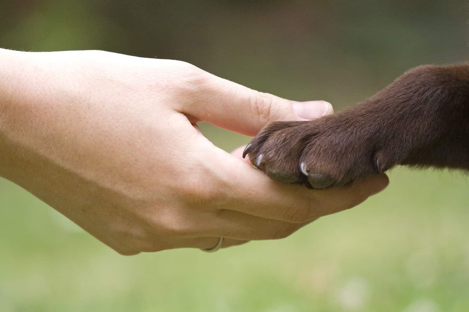 Mano che regge una zampa di labrador color cioccolato.