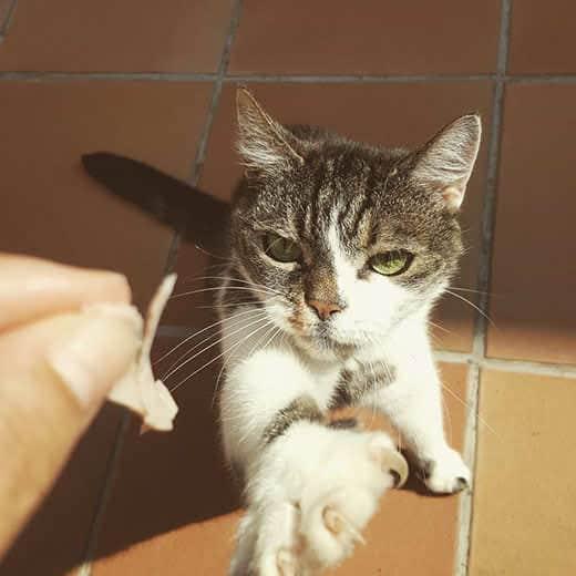 hand-holding-out-small-piece-of-ham-toward-cat-SW Gatto si allunga verso una mano che tiene un pezzo di prosciutto.