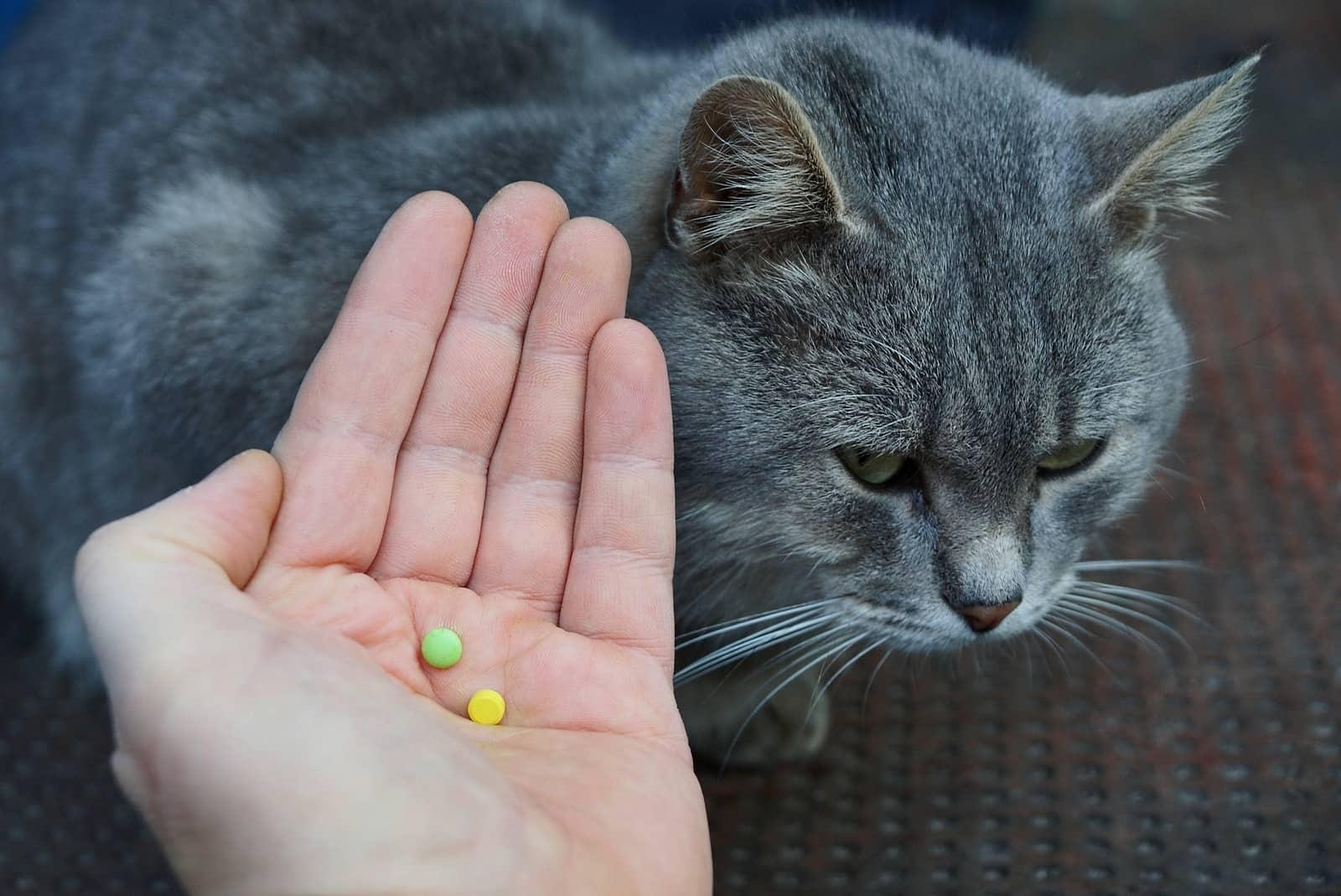 mano-che-tiene-pillole-per-gatto-SW Mano che tiene pillole davanti a un gatto grigio.