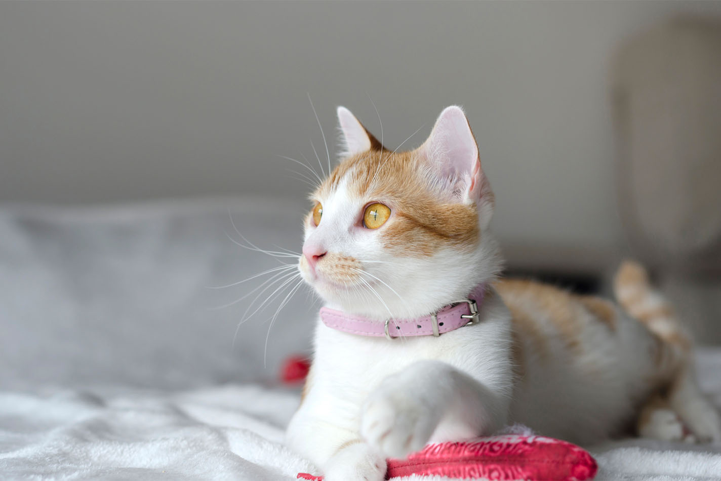 Gatto dal manto rosso e bianco con un collare rosa, sdraiato sul letto con un giocattolo Gatto dal manto rosso e bianco con un collare rosa, sdraiato sul letto con un giocattolo