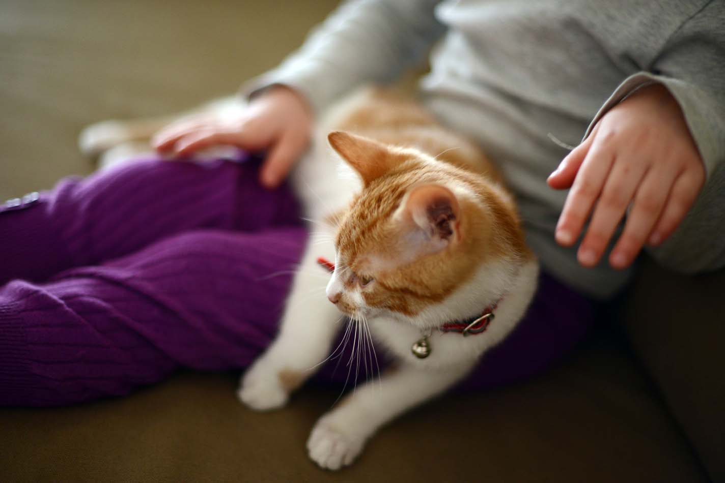 Gatto anziano dal manto rosso e bianco seduto sulle ginocchia di un bambino Gatto anziano dal manto rosso e bianco seduto sulle ginocchia di un bambino